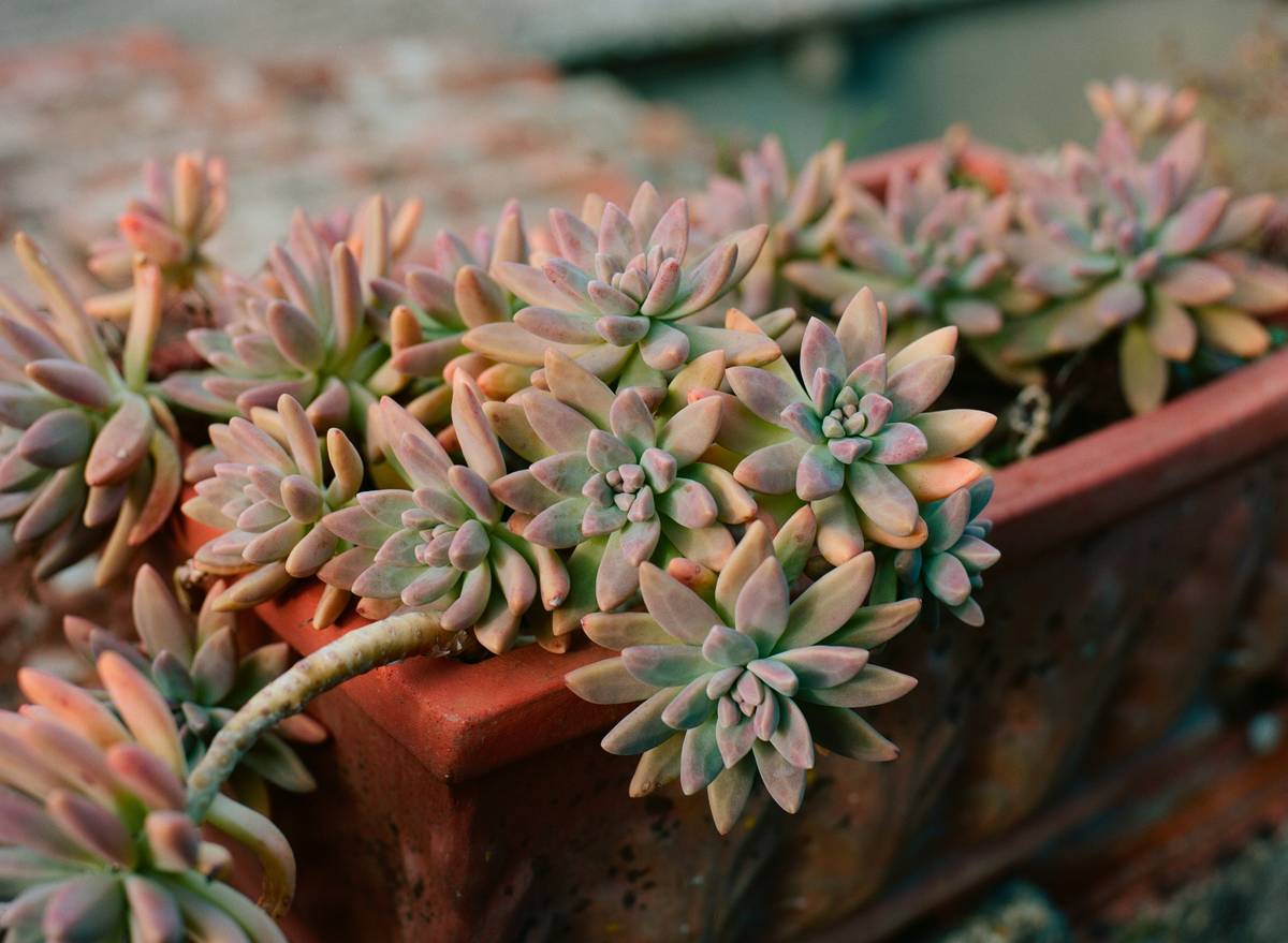 11 Low Maintenance Outdoor Plants for Planters That Thrive on Neglect (and Look Amazing Doing It)