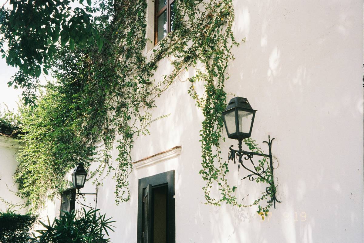 Comment Choisir et Acheter Low Wall Planter : Votre Guide Expert pour des Murs Végétalisés Impeccables