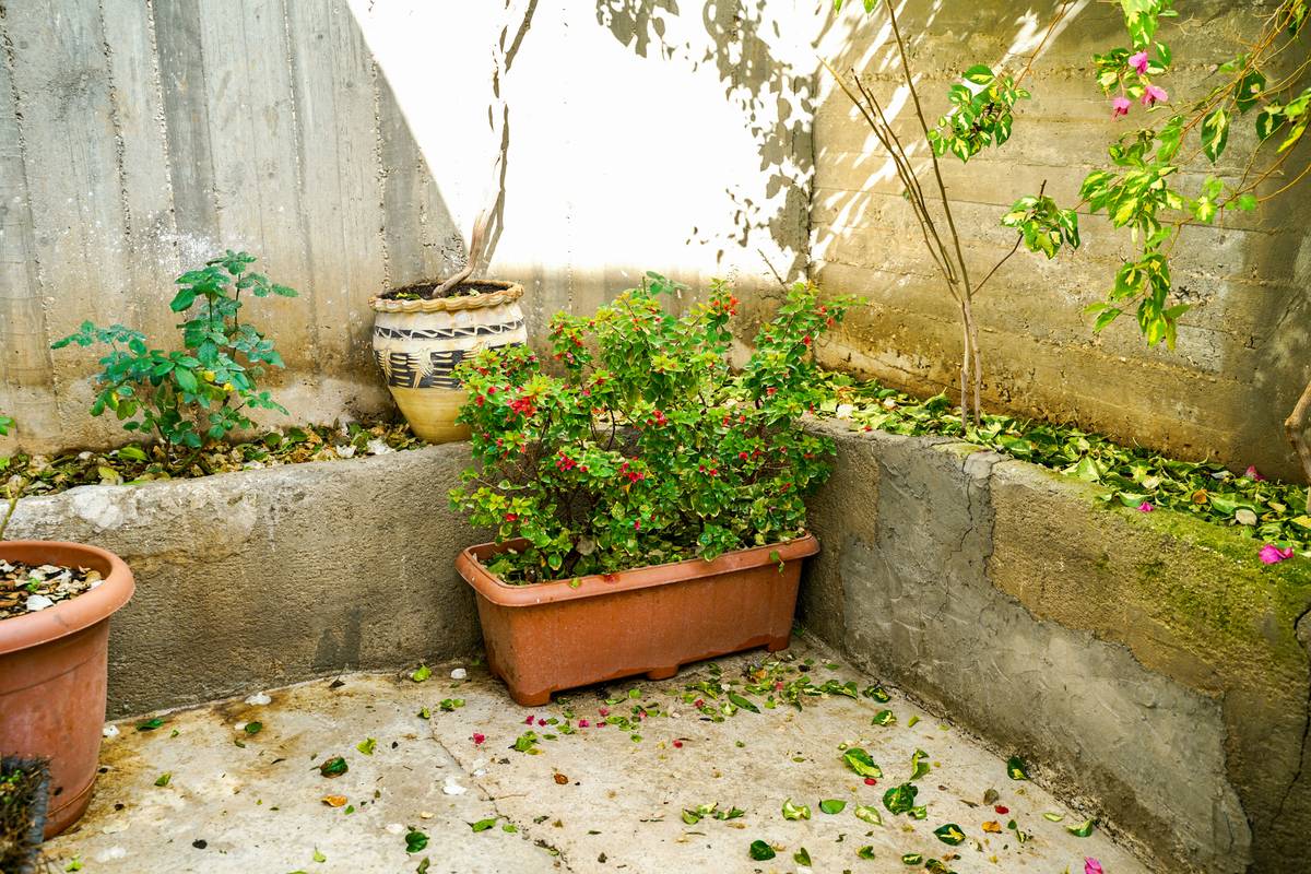 Infographic showing cross-section of low wide planter with proper vs improper drainage setup