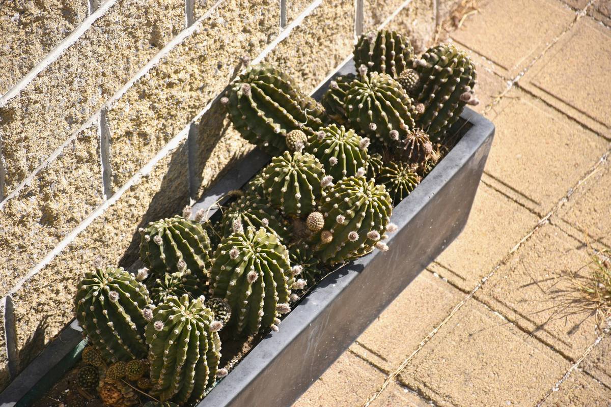Why Your Low Wide Outdoor Planter Might Be Secretly Killing Your Curb Appeal