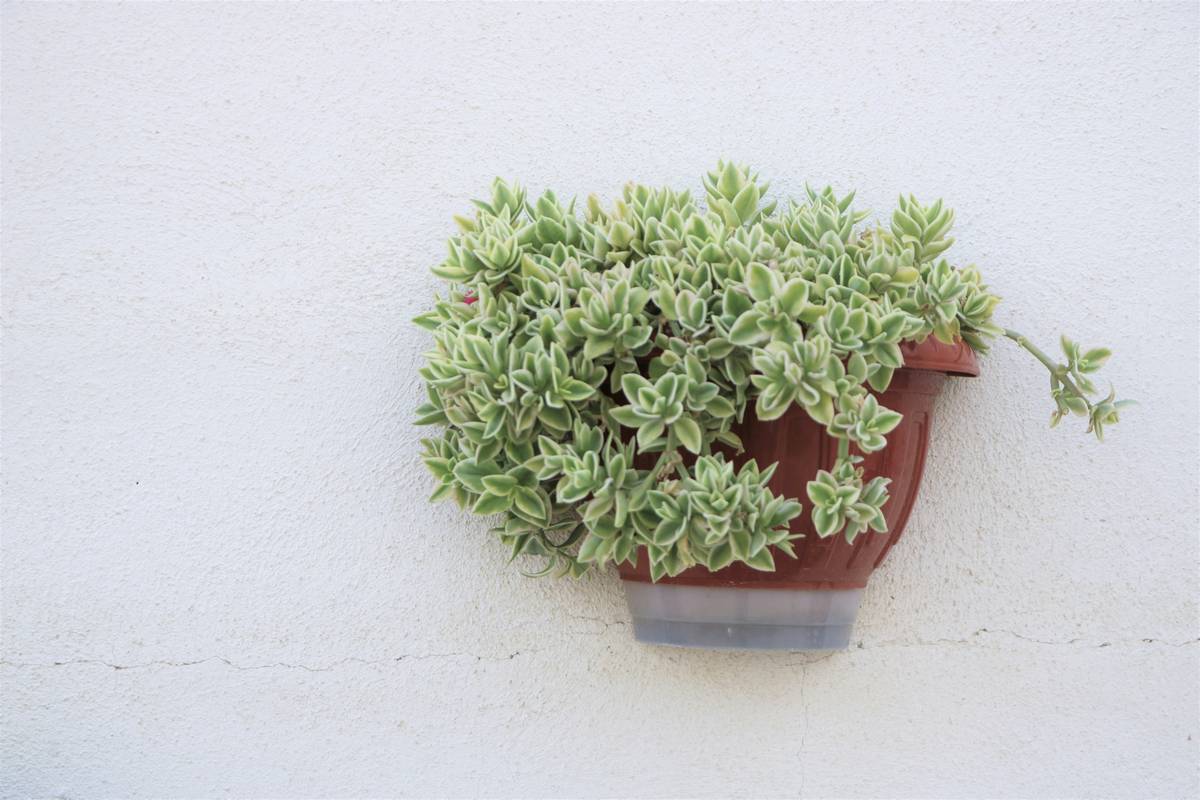 Why Your Walls Are Begging for a Low Wide Plastic Planter (And How to Pick the Perfect One)