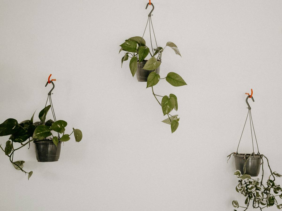 Infographic showing benefits of wall planters: space-saving, improved air quality, aesthetic appeal, and plant health