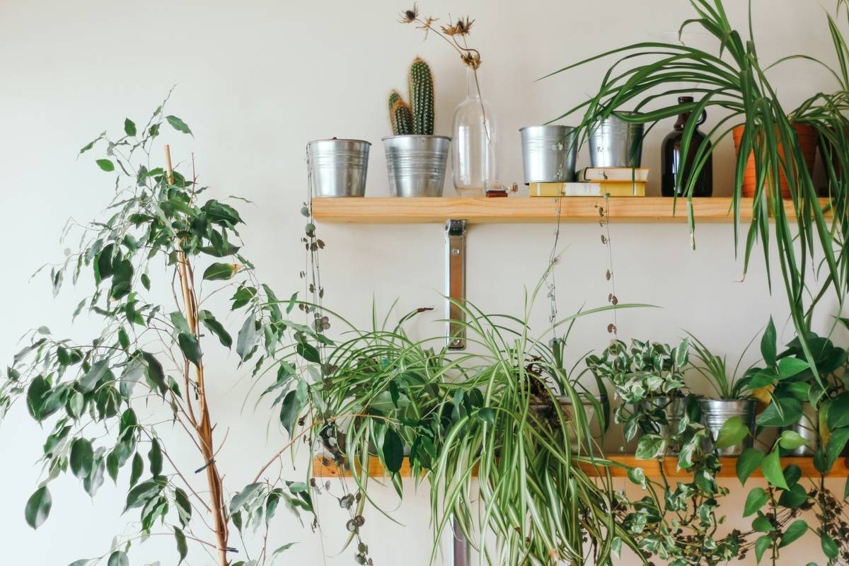 Low Bowl Outdoor Planter: The Underrated Hero of Effortless Garden Style