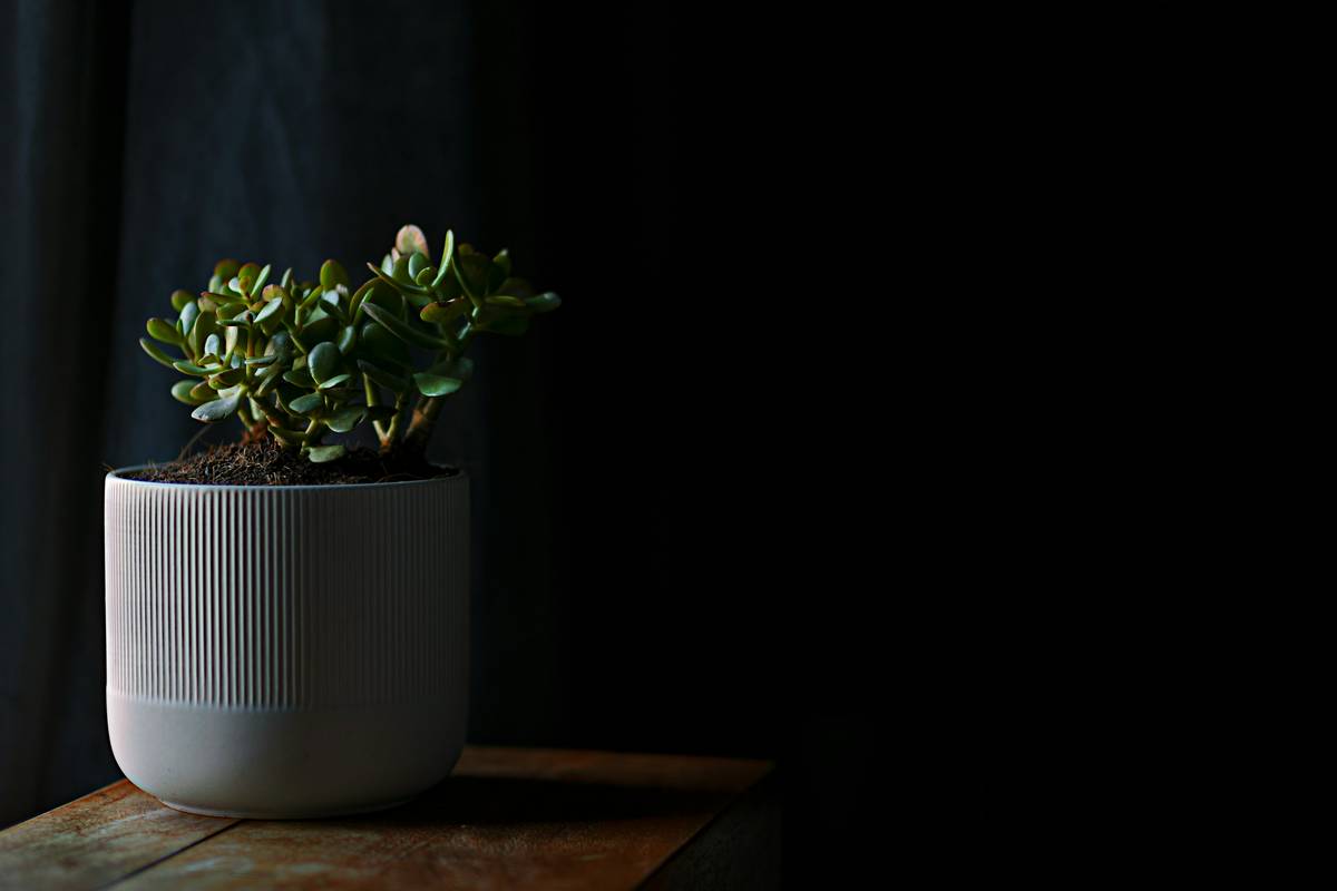 low white long planter mounted on textured wall with trailing pothos