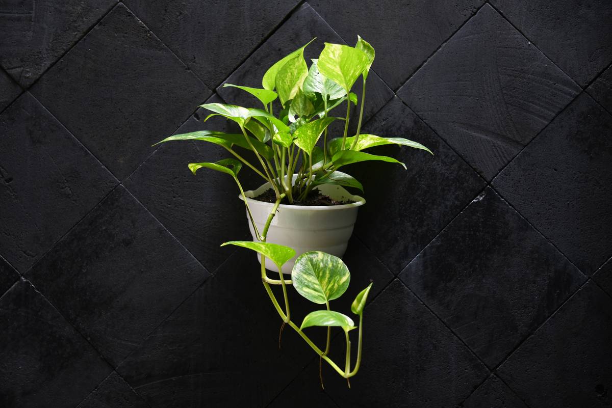 close-up of low white long planter showing double-pot system with inner nursery pot