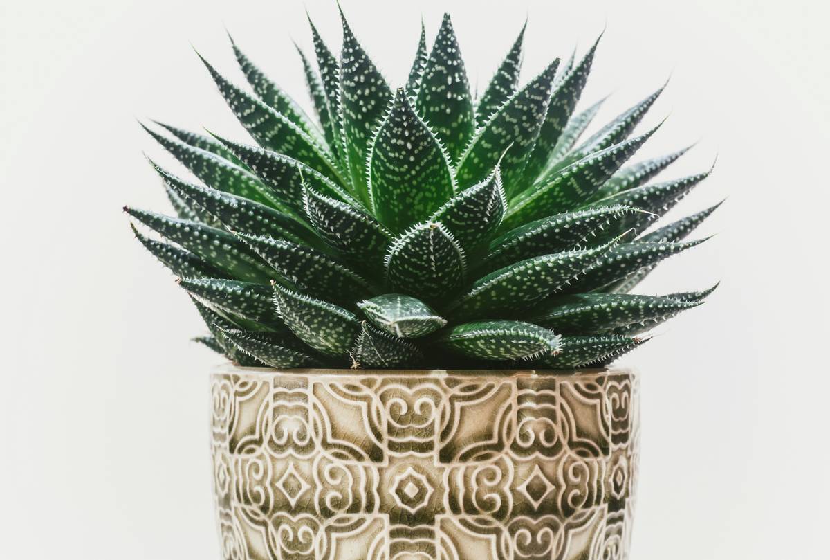 Modern decorative planters for indoors styled in a Denver loft with neutral tones and textured walls