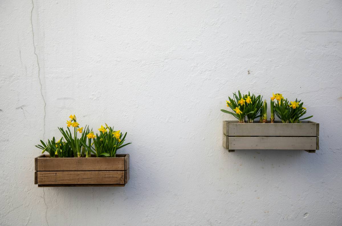 Low maintenance planter beds with sedum and lavender thriving in cedar frames