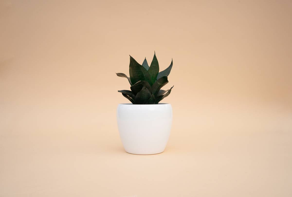Why the Low White Long Planter Is Your Secret Weapon for Effortless Wall Greenery