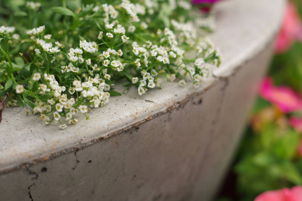 Why Your Walls Are Begging for Large Low Round Planters (And How to Style Them Without Looking Like a Pinterest Fail)